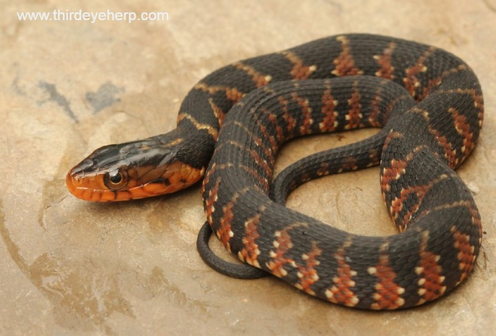 lorida Water Snake